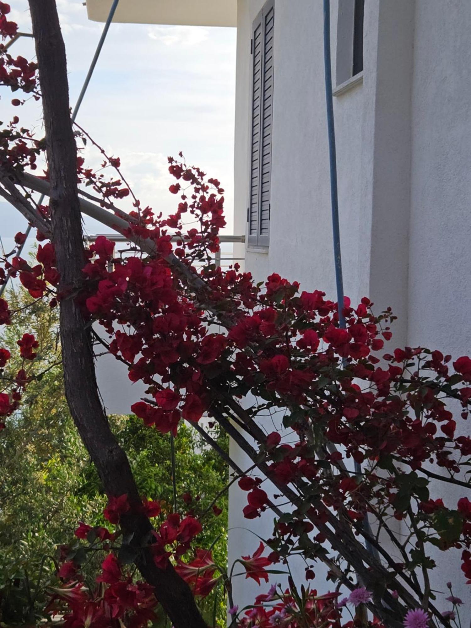 Nora'S Guesthouse Sarandë エクステリア 写真